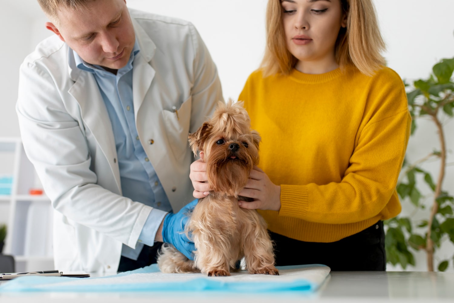 Manejo y prevención de problemas dentales y dermatológicos en mascotas: Una guía completa